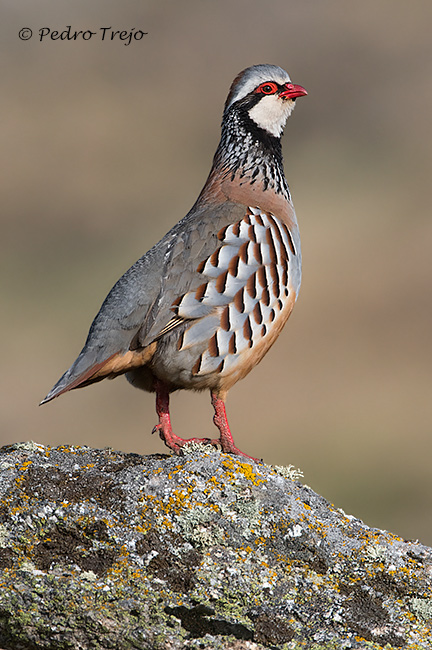 Perdiz roja  (Alectoris rufa)